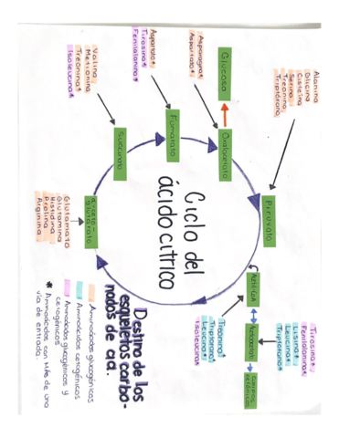 Ciclo-Del-Acido-Citrico.pdf