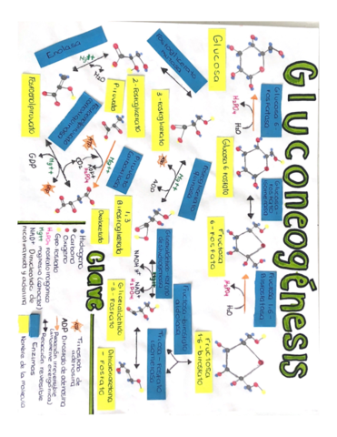 Gluconeogenesis.pdf