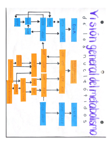 Rutas-metabolicas.pdf