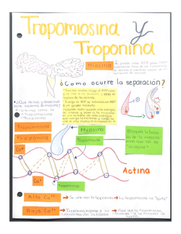 Tropomiosina-y-troponina.pdf