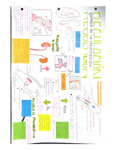Regulacion-de-la-respiracion-.pdf