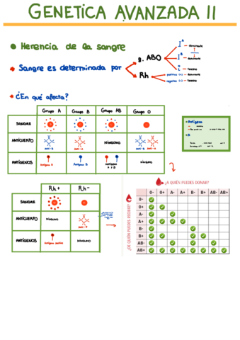 Herencia-Grupo-Sanguineo.pdf