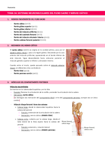 TEMA-35-Sistemas-neuromusculares-dependientes-de-ramas-directas-del-plexo-sacro-y-del-nervio-ciatico.pdf