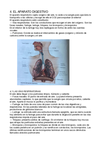 BIO-T3-RESPIRATORIO.pdf