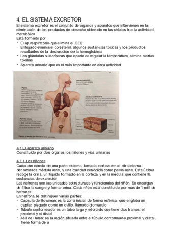 Bio-T4-Excretor.pdf