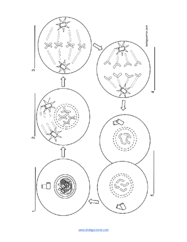 Copia-de-Mitosis-Coloring.pdf