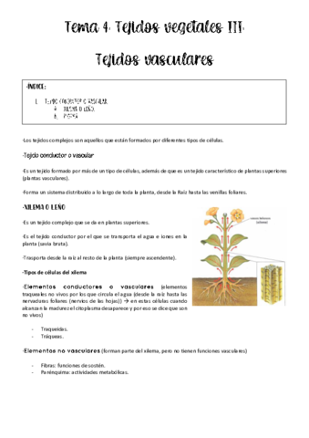 tema-4-vegetal.pdf