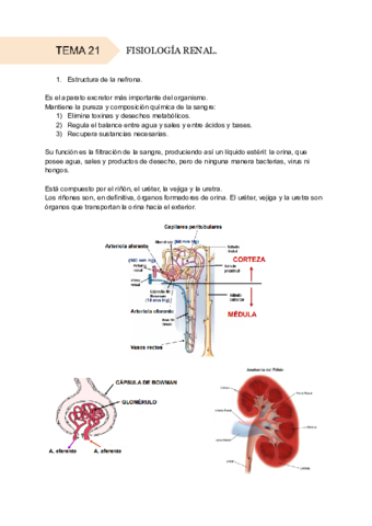 Tema-21-FISIOLOGIA-RENAL.pdf