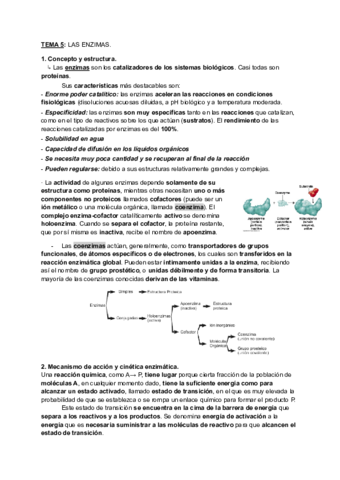 TEMA-5-ENZIMAS-resumenes-1.pdf