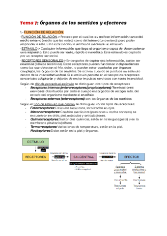 Resumenes-Tema-7-Organos-de-los-sentidos.pdf