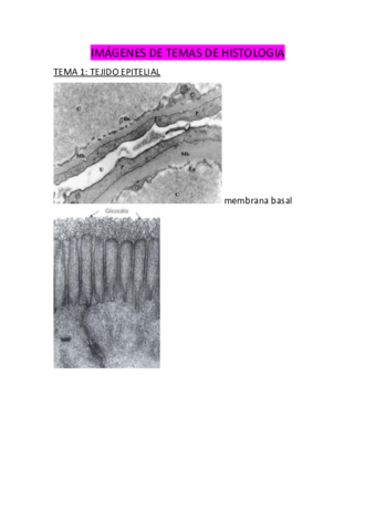 todas-las-imagenes-de-histologia-.pdf