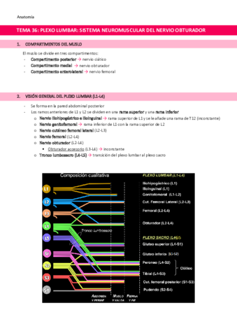 TEMA-36-Plexo-lumbar.pdf
