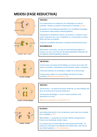 Activitats-MEIOSI.pdf