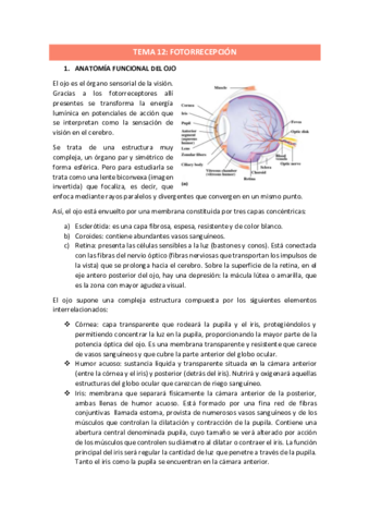 TEMA-12.pdf