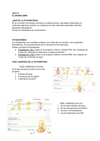 Biologia-tema-11-y-12.pdf