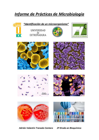 Informe-Practicas-Microbiologia.pdf