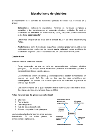 Metabolismo-de-glucidos-1.pdf