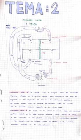 circulacion-mayor-y-menor.pdf