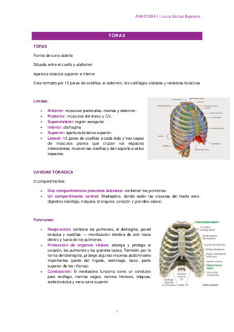 T3-2HUESOS-Y-ARTICULACIONES-DEL-TORAX.pdf