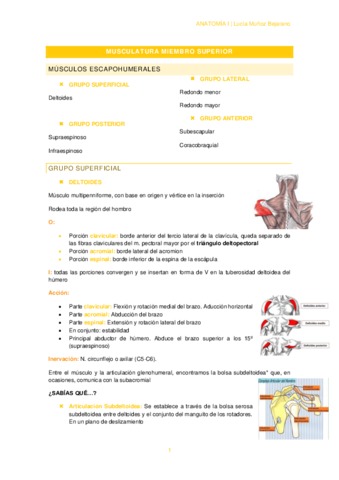T4-3MUSCULATURA-MIEMBRO-SUPERIOR.pdf