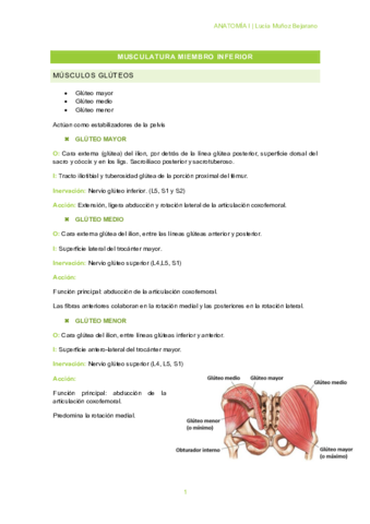 T5-2MUSCULATURA-MIEMBRO-INFERIOR.pdf