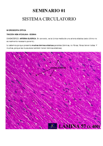 Seminario-1-Circulatorio.pdf