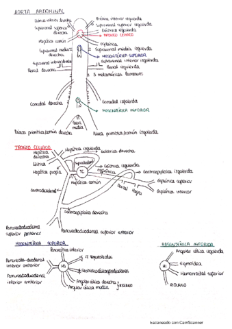 Irrigacion-Sistema-Digestivo-2.pdf