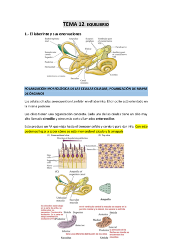 TEMA-12-Equilibrio.pdf