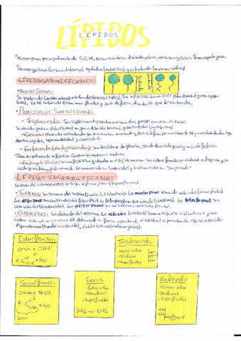 LIPIDOS.pdf