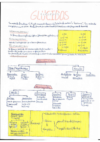 GLUCIDOS.pdf