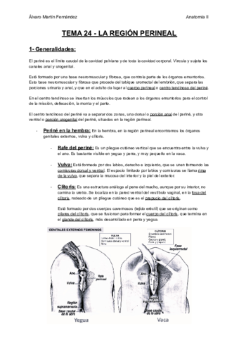 TEMA-24-LA-REGION-PERINEAL.pdf