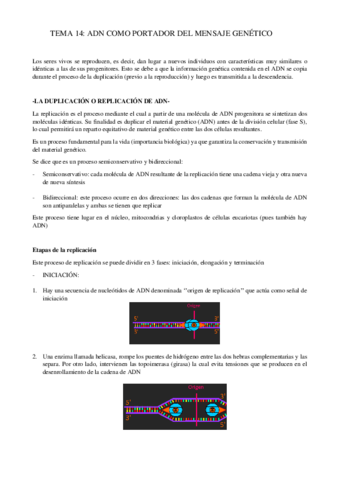 TEMA-14-GENETICA-MOLECULAR.pdf