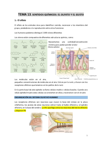 TEMA-13-Sentidos-quimicos-Olfato-y-Gusto.pdf