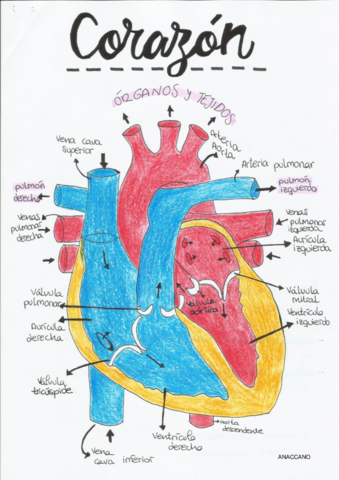 ANATOMIA-DE-UN-CORAZON.pdf