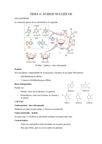 Tema-6-Acidos-nucleicos.pdf
