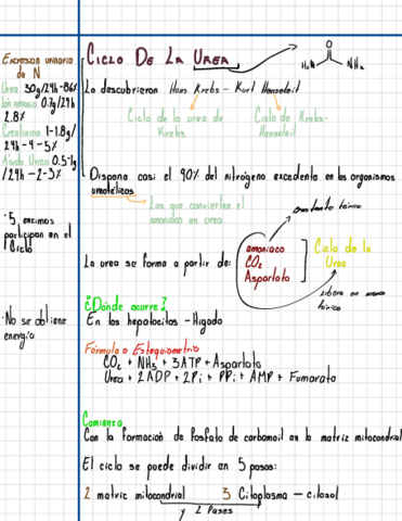 CICLO-DE-LA-UREA-2.pdf