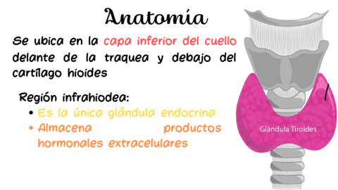 ANATOMIA-GLANDULA-TIROIDES.pdf