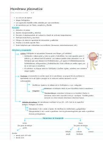 Membrana-plasmatica-de-las-celulas.pdf