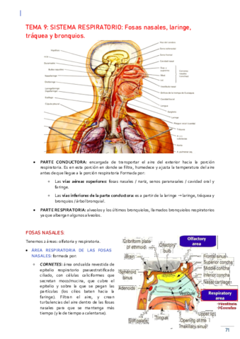 TEMA-9-HISTOLOGIA-SISTEMA-RESPIRATORIO.pdf