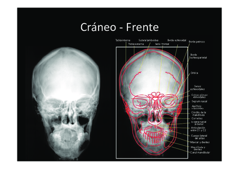 anatomia-imagenes-3-evaluacion.pdf