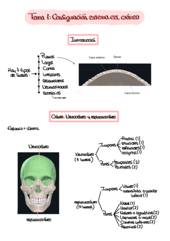 1-Parcial-Anatomia-II.pdf