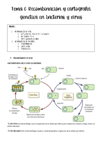 tema-6-genetica.pdf
