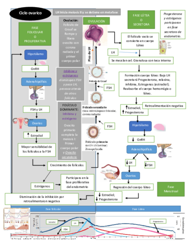 Esquema Eje Hipotalamo Hipofisis Ovario.pdf