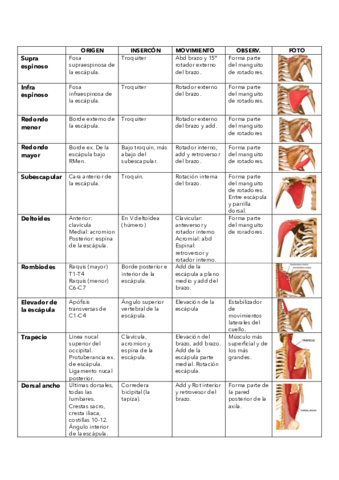 MUSCULOS-imprimir.pdf