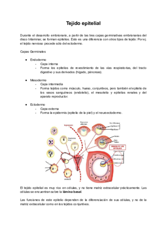 Tema-3-Tejido-epitelial.pdf