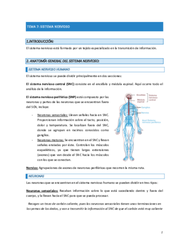 ANATOMIA-TEMA-7.pdf