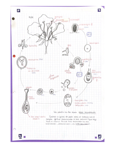 ciclovidaflorMRG-1.pdf