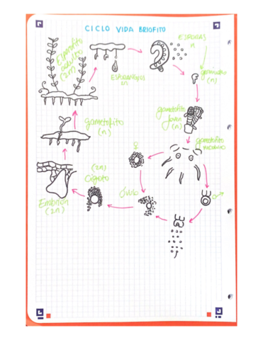 ciclo-vida-briofito.pdf