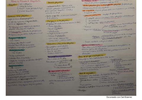 tema-14-hemato-fisiologia-plaquetaria.pdf