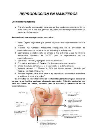 REPRODUCCION-EN-MAMIFEROS.pdf